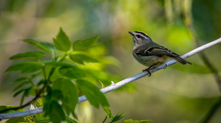 Ein kleiner Vogel sitzt auf einem Ast, umgeben von grünen Blättern, und blickt nach oben.